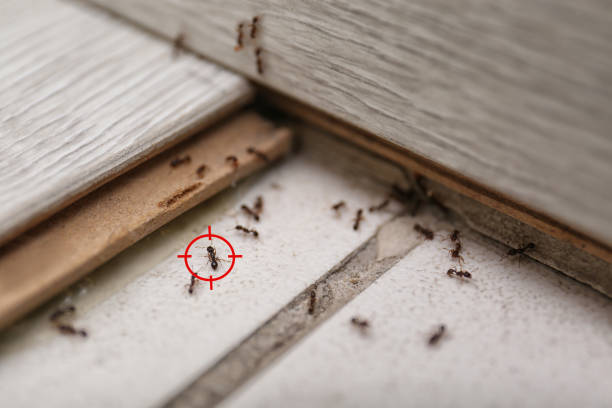Best Mosquito Control Services  in Wallis, TX