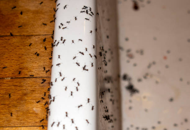 Best Local Pest Control Services  in Wallis, TX